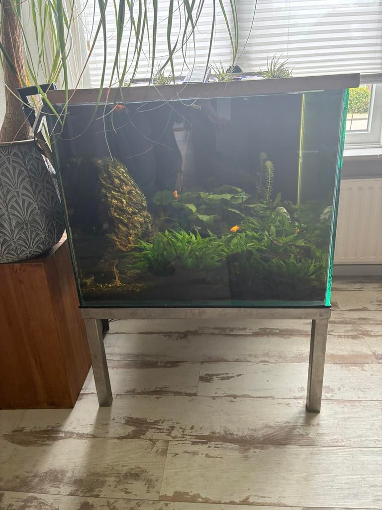 Volglas Aquarium 365 liter met rvs onderstel, Vis, Zoetwatervis