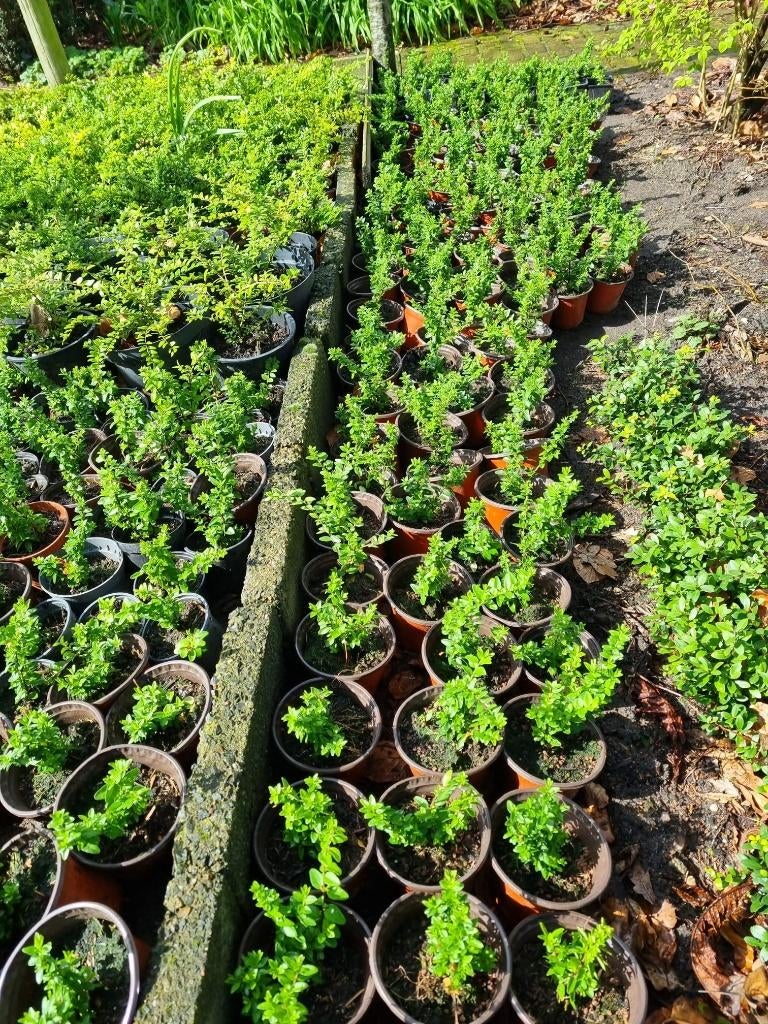Lonicera Nitida (Struikkamperfoelie) buxus, Ophalen, Buxus, Haag, Minder dan 100 cm
