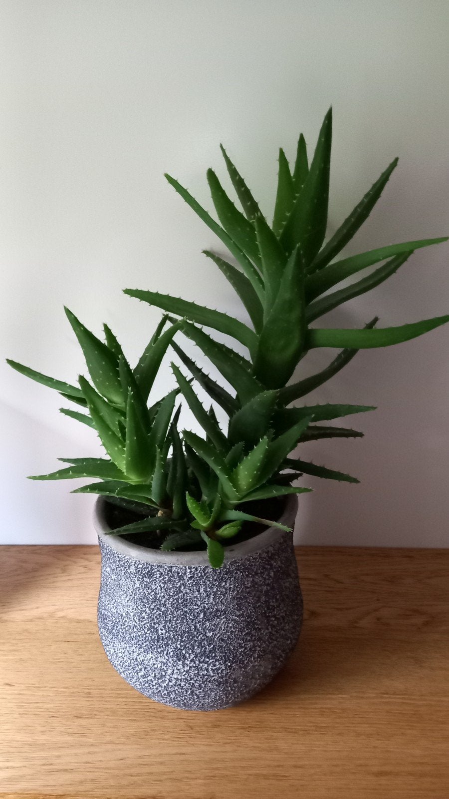 Mooie vetplant Aloë Vera, Ophalen, Halfschaduw, In pot, Minder dan 100 cm