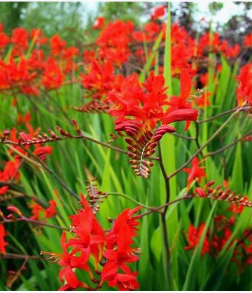 Crocosmia, vaste plant, Ophalen, Overige soorten, Volle zon