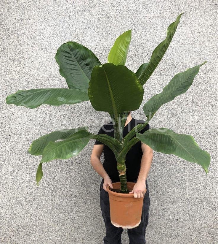 Zeldzame mooie Dieffenbachia Big Ben, Overige soorten, Minder dan 100 cm, Groene kamerplant, Halfschaduw