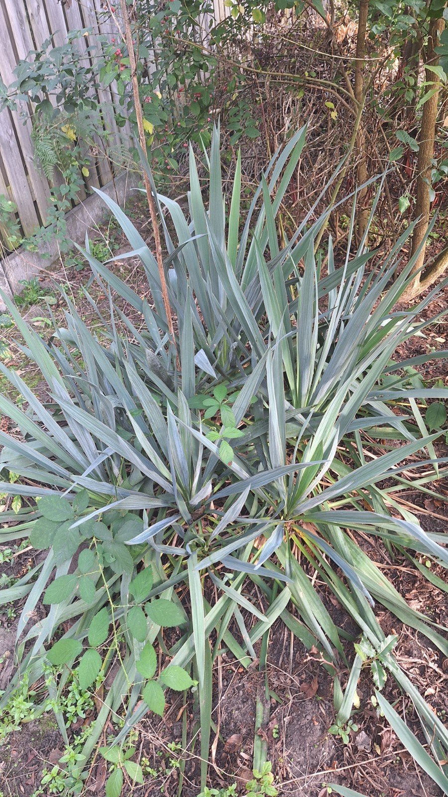 4 of 5  Yucca's, Volle zon, Vaste plant, Zomer, Ophalen