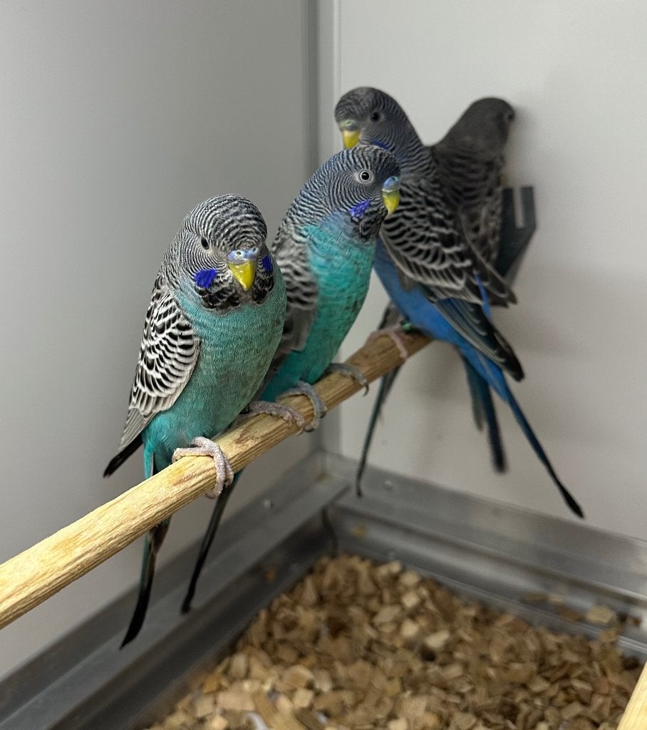 Blackface parkieten blauw en groen, Meerdere dieren, Parkiet