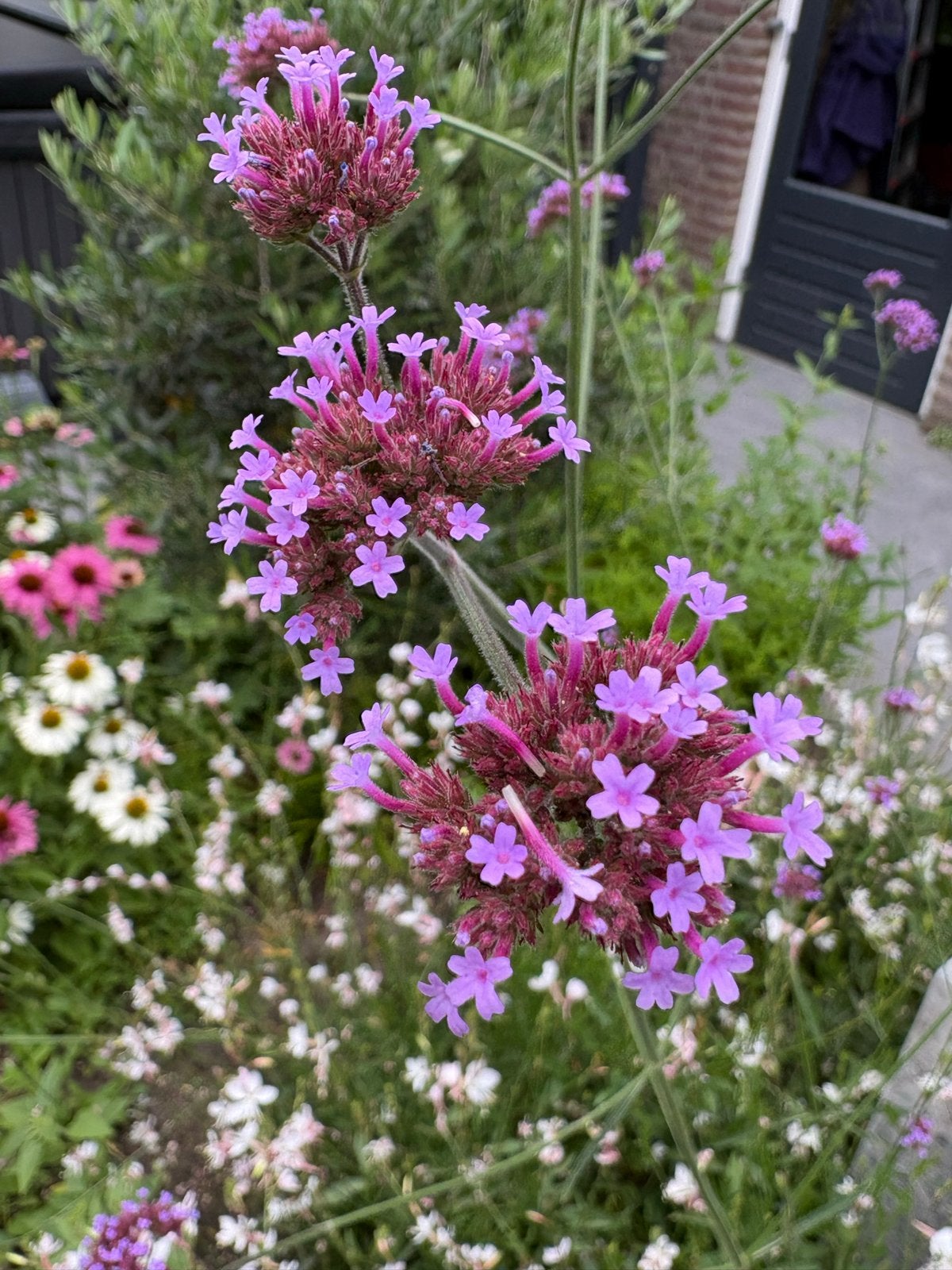 Verbena Lollipop - Compacte IJzerhard voor uw tuin, Volle zon, Vaste plant, Zomer, Ophalen