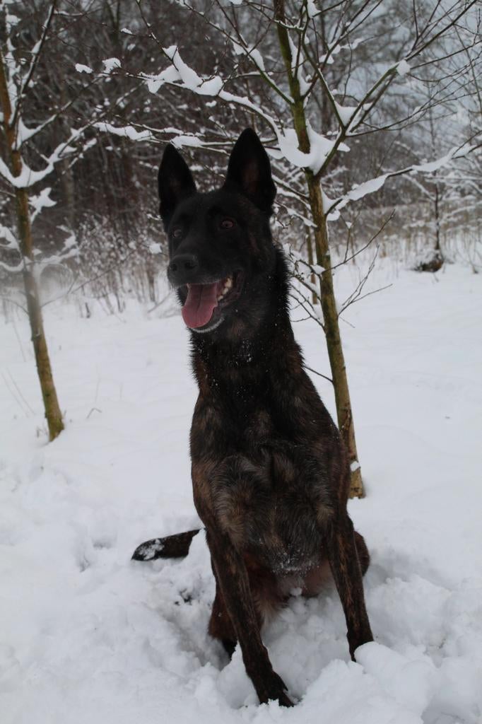 5 sterrenhuisje gezocht voor lieve hollandse herder., 6 jaar of ouder, Parvo, Teef, Eén hond