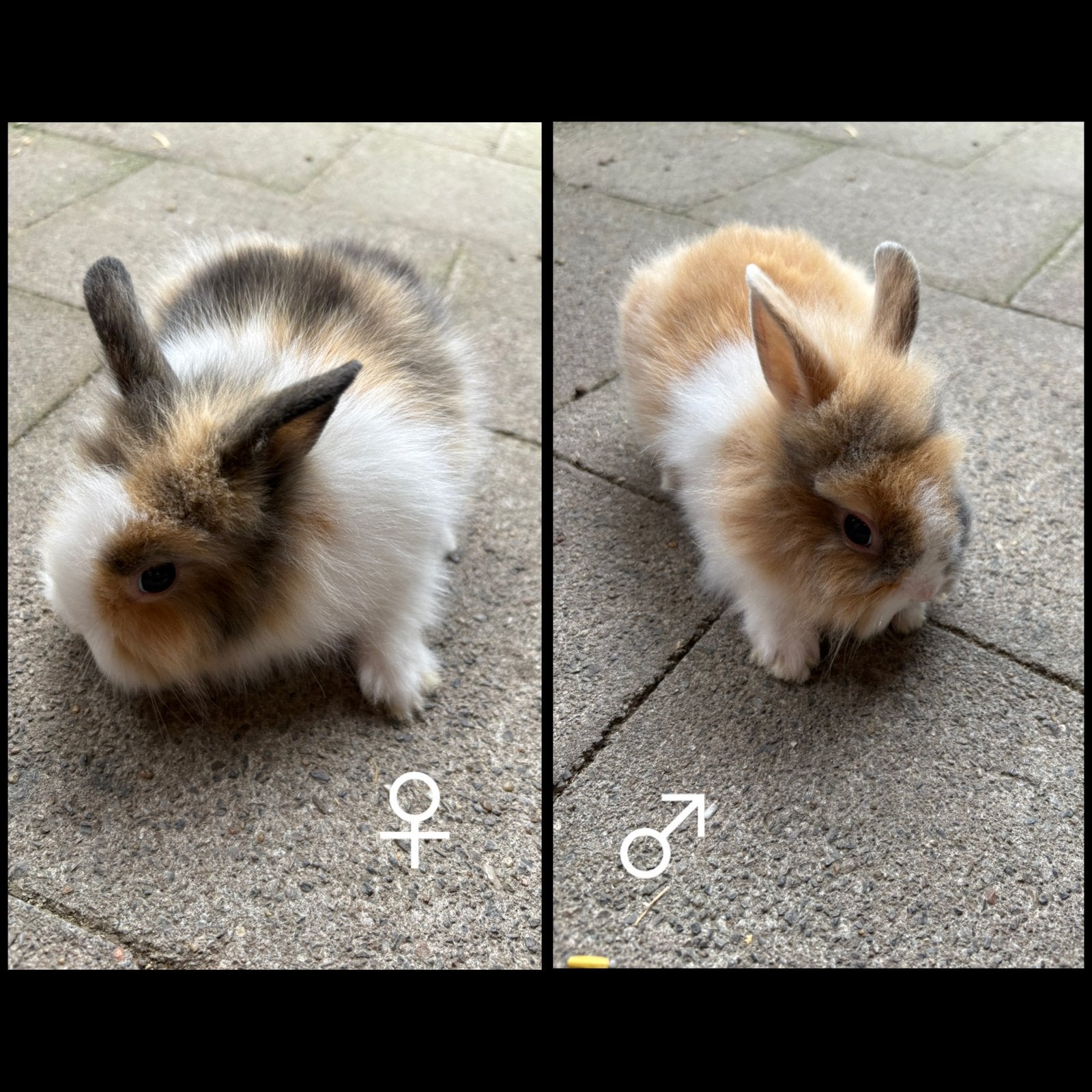 Dwergkonijntjes leeuwenkopjes, Dieren en Toebehoren, Konijnen, Meerdere dieren, Dwerg