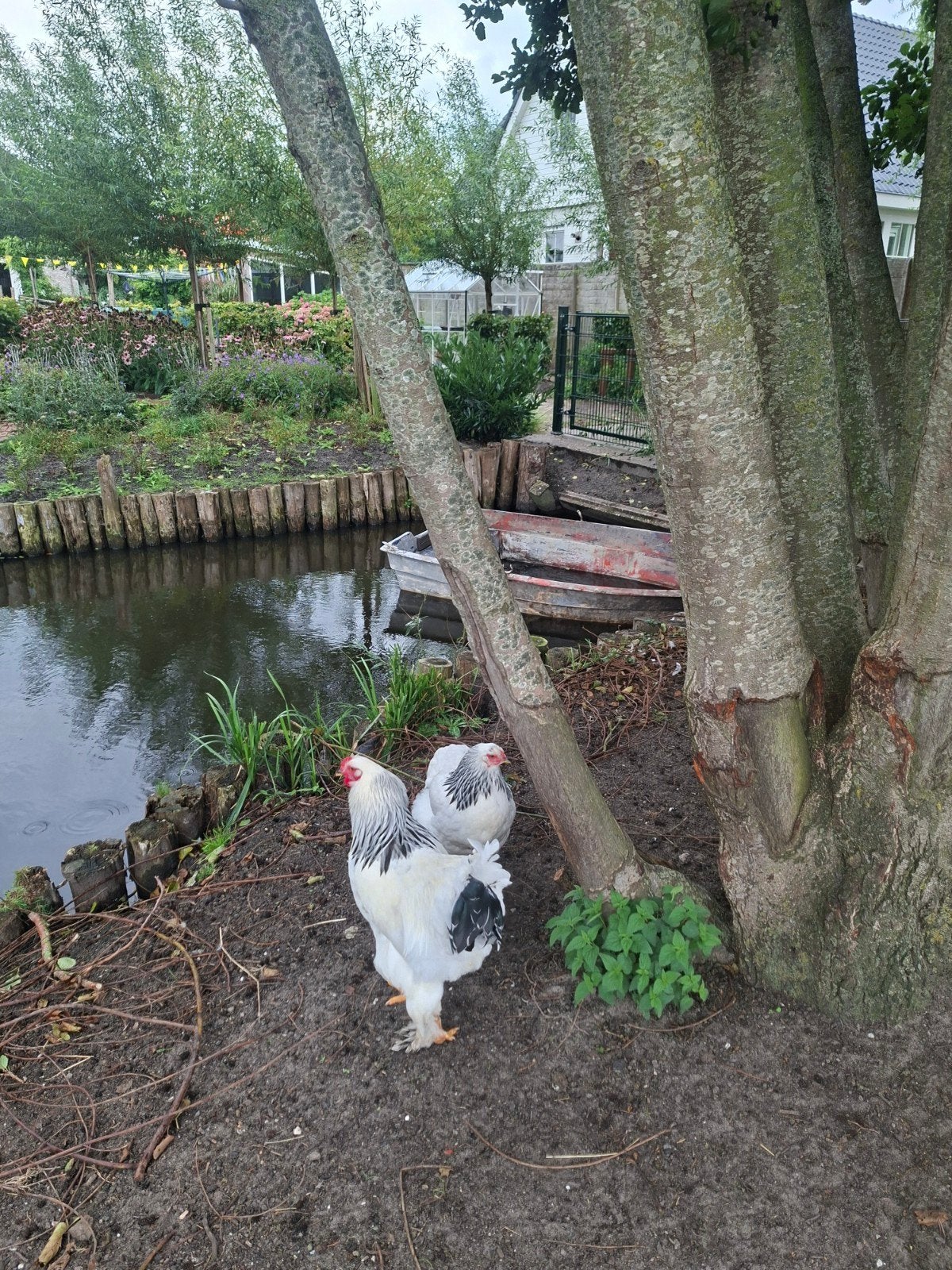 brahma kippen 
ze zijn van het grote, Dieren en Toebehoren, Vrouwelijk, Kip
