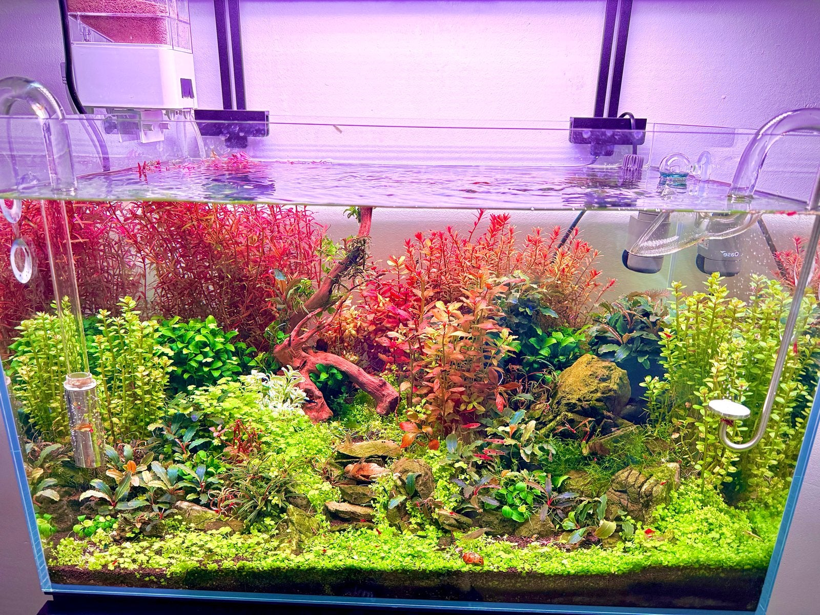 15st Rotala blood red - aquariumplant, Ophalen, Nieuw, Plant(en), Steen of Hout