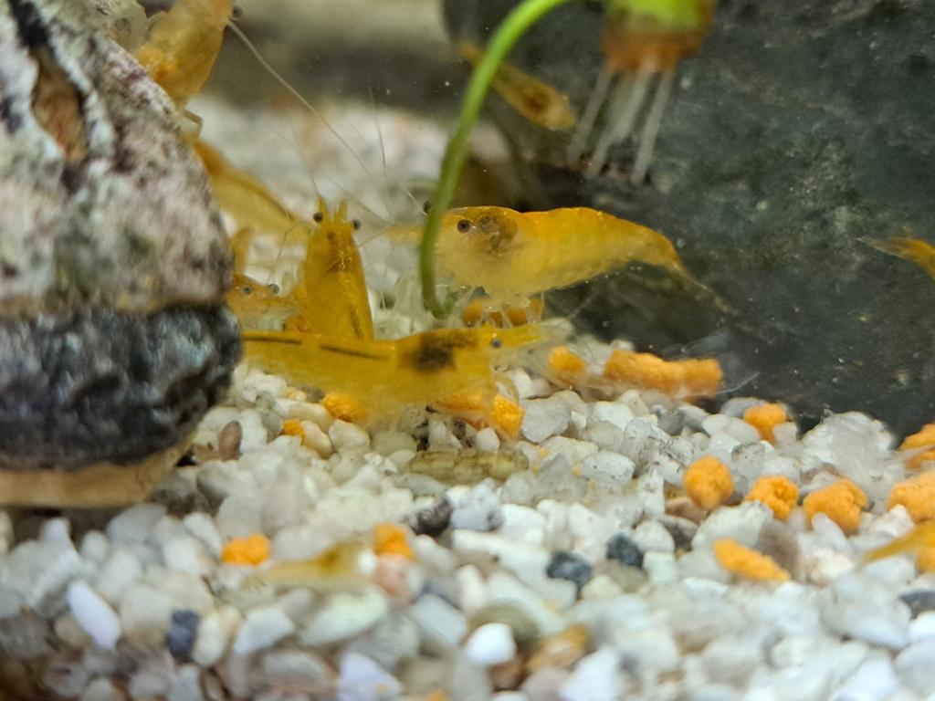 Jonge citroen garnalen, Dieren en Toebehoren, Vissen | Aquariumvissen, Kreeft, Krab of Garnaal