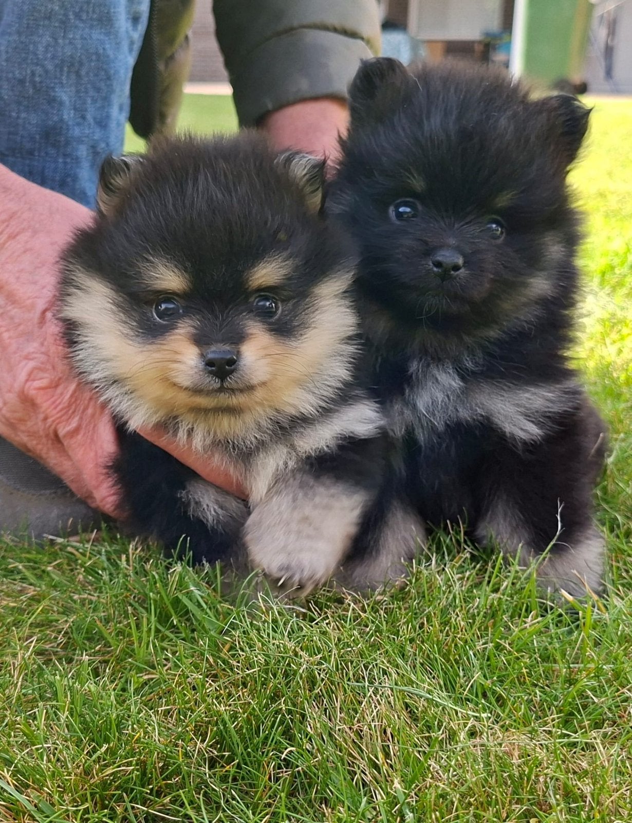 Pomeriaan pups (Black & Tan) teef en reu, Dieren en Toebehoren, Keeshond, 8 tot 15 weken, Meerdere, Meerdere dieren