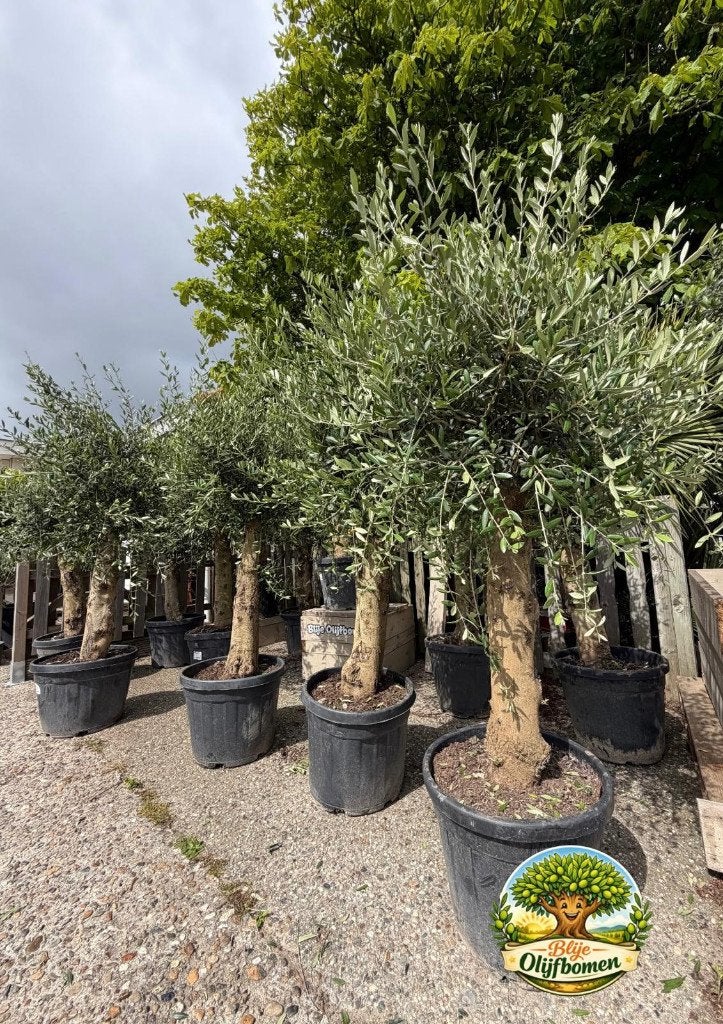 Olijfboom Olea Europaea .Mooie DIKKE Olijfbomen WINTER HARD, Lente, 100 tot 250 cm, Olijfboom, Ophalen