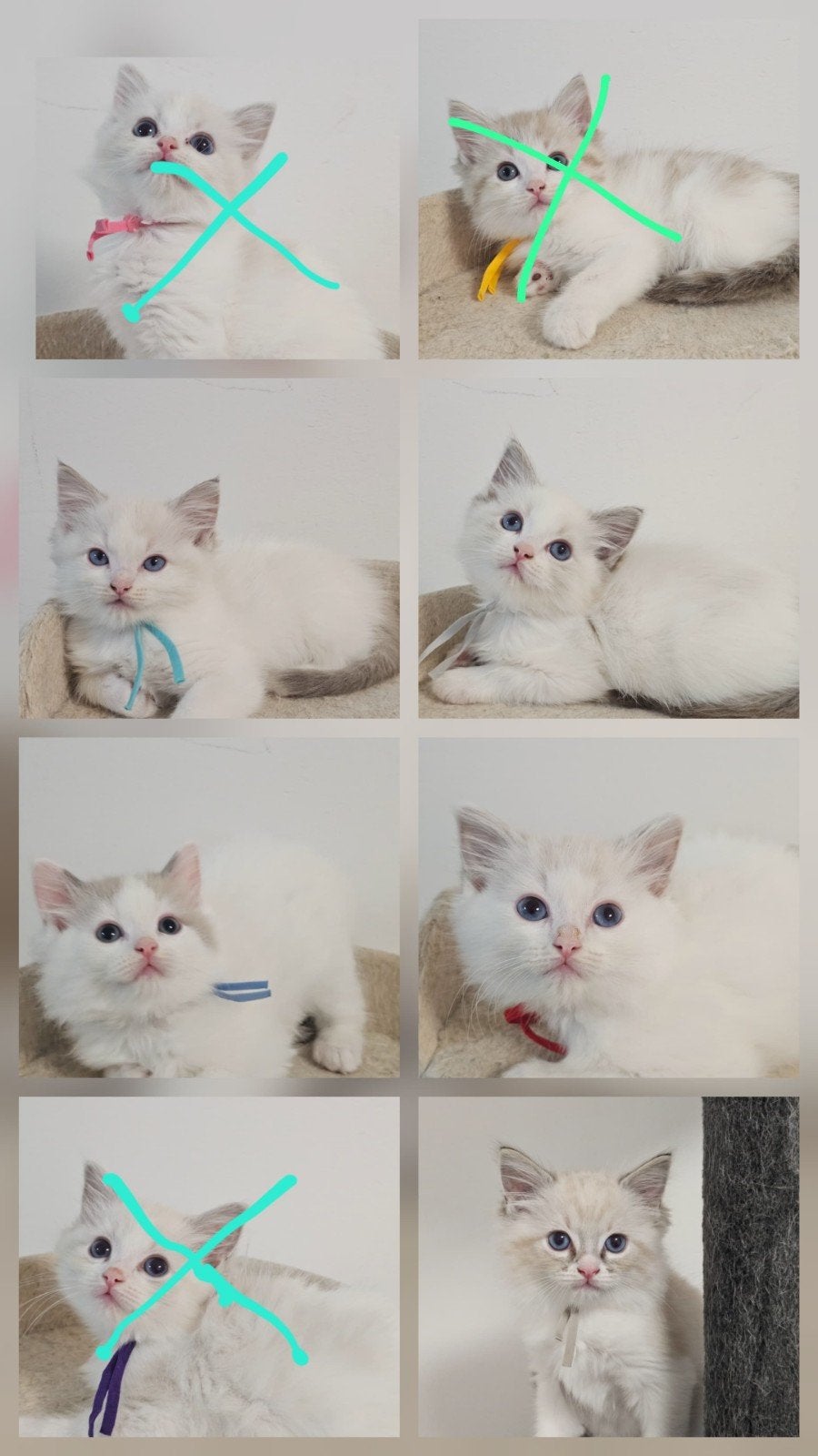 Prachtige Ragdoll kittens zoeken een liefdevol thuis, Dieren en Toebehoren, Meerdere dieren, Gechipt, 0 tot 2 jaar