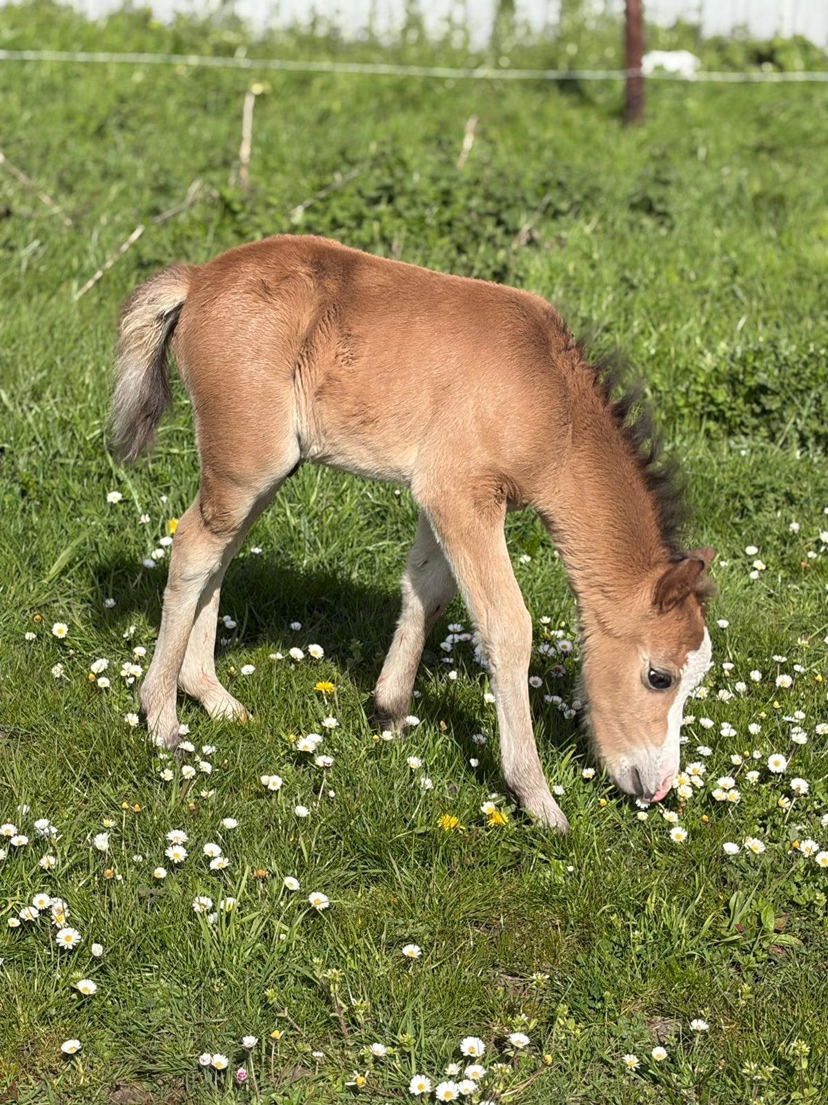 welsh b veulen, Niet van toepassing, 0 tot 2 jaar, Hengst, B pony (1.17m tot 1.27m)