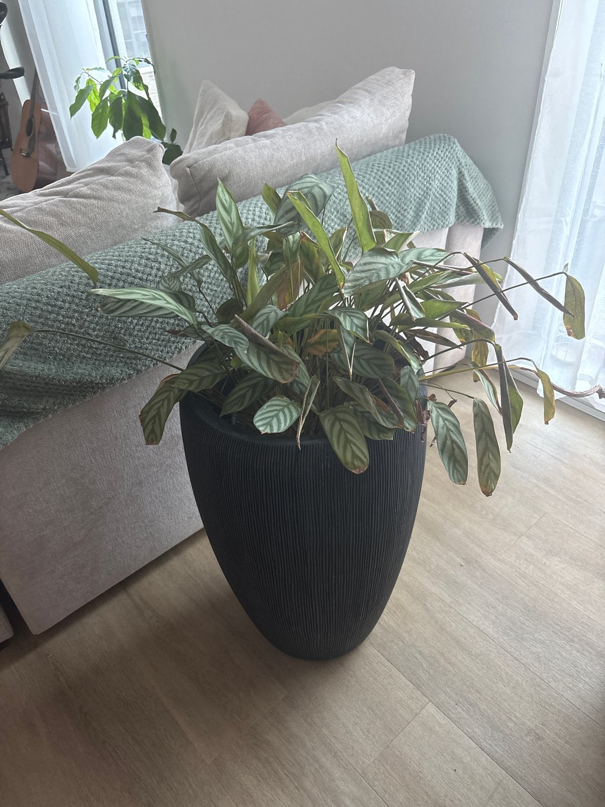 Calathea kamerplant in pot, Ophalen, Overige soorten, Halfschaduw, In pot