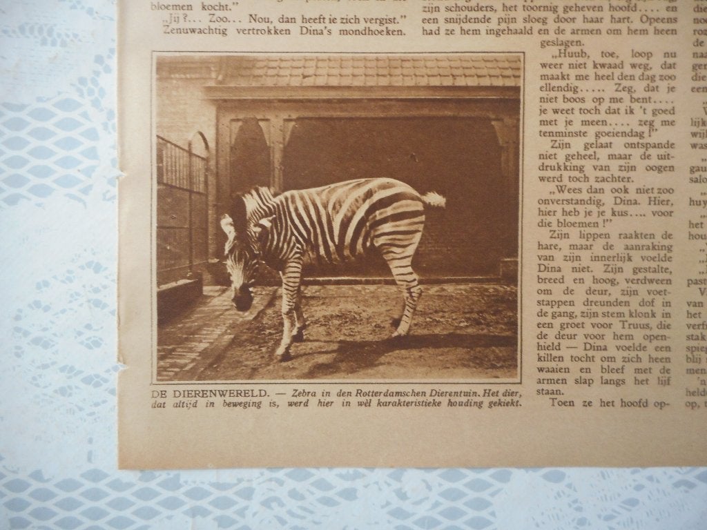 Rotterdamsche Dierentuin. Zebra. 1926., Verzamelen, Ophalen of Verzenden, 1920 tot 1940, Nederland, Knipsel(s)