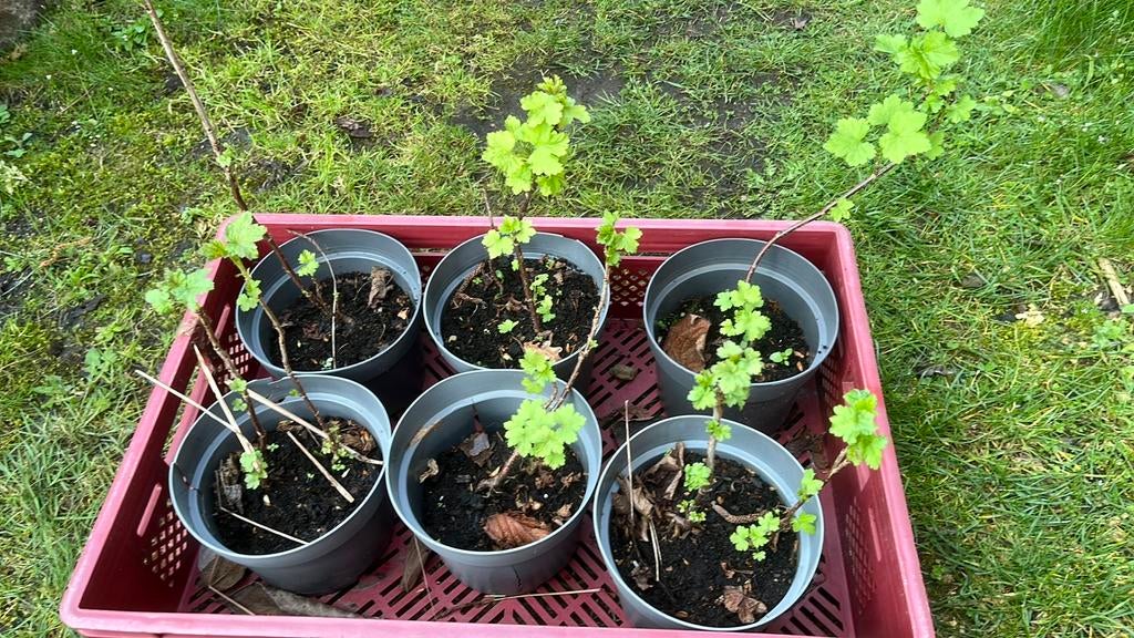 Rode bessen struiken, Tuin en Terras, Ophalen, Minder dan 100 cm, Overige soorten, Zomer