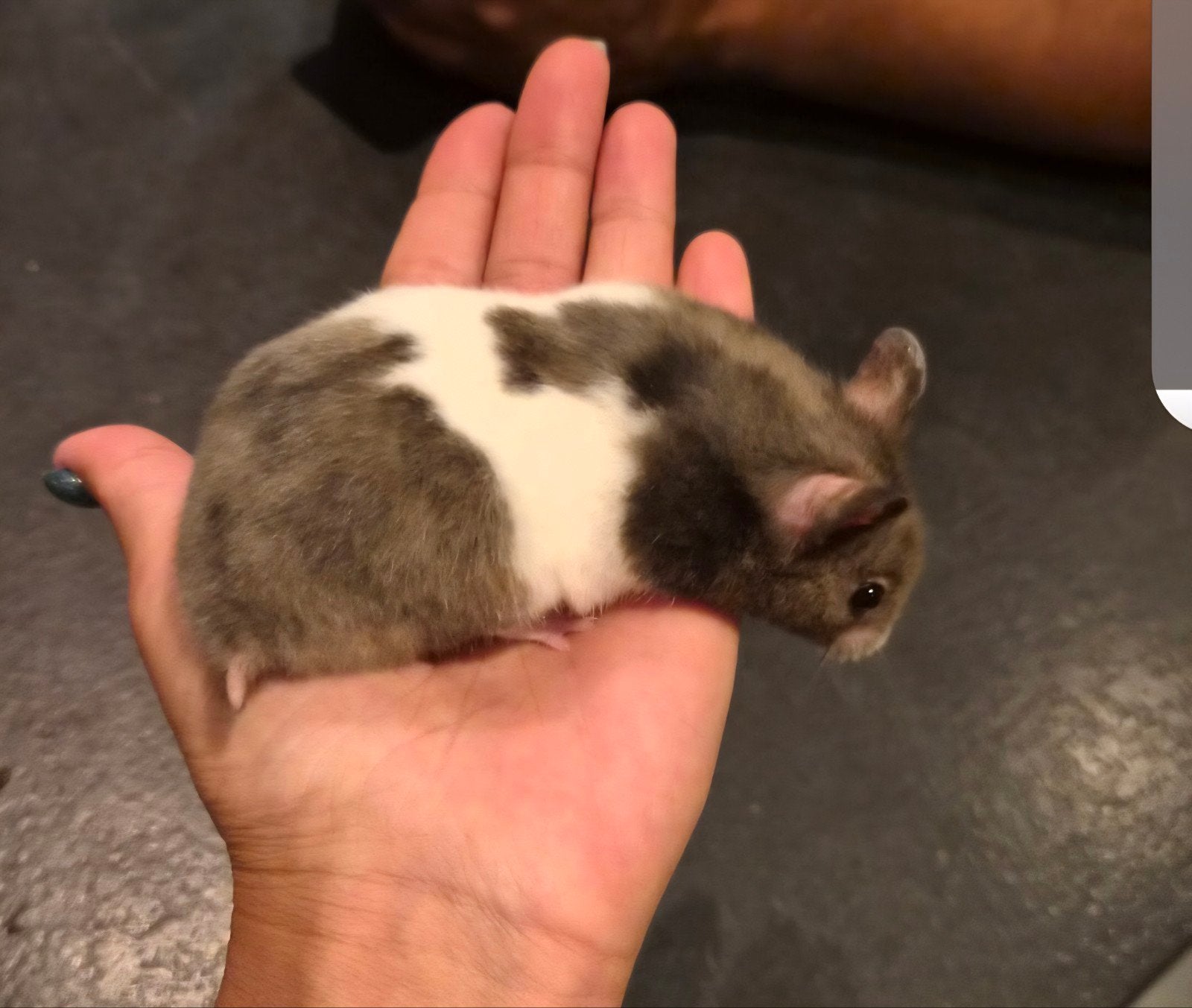 Lieve goud hamster geboren 27 februari 2026 incl mooi hok, Dieren en Toebehoren, Hamster, Februari, Vrouwelijk, Tam
