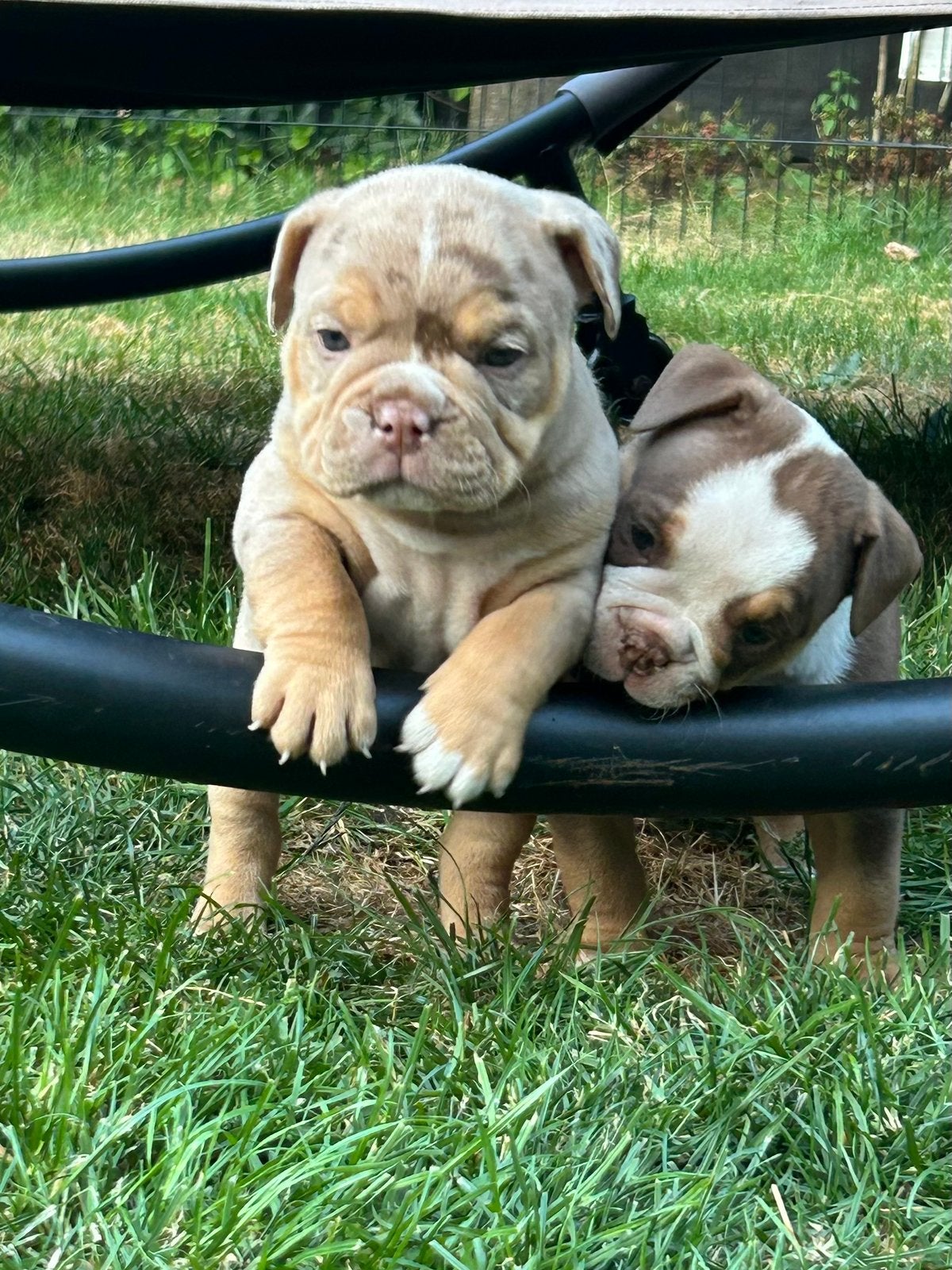 Old english bulldog pups, Parvo, 8 tot 15 weken, Bulldog, Meerdere