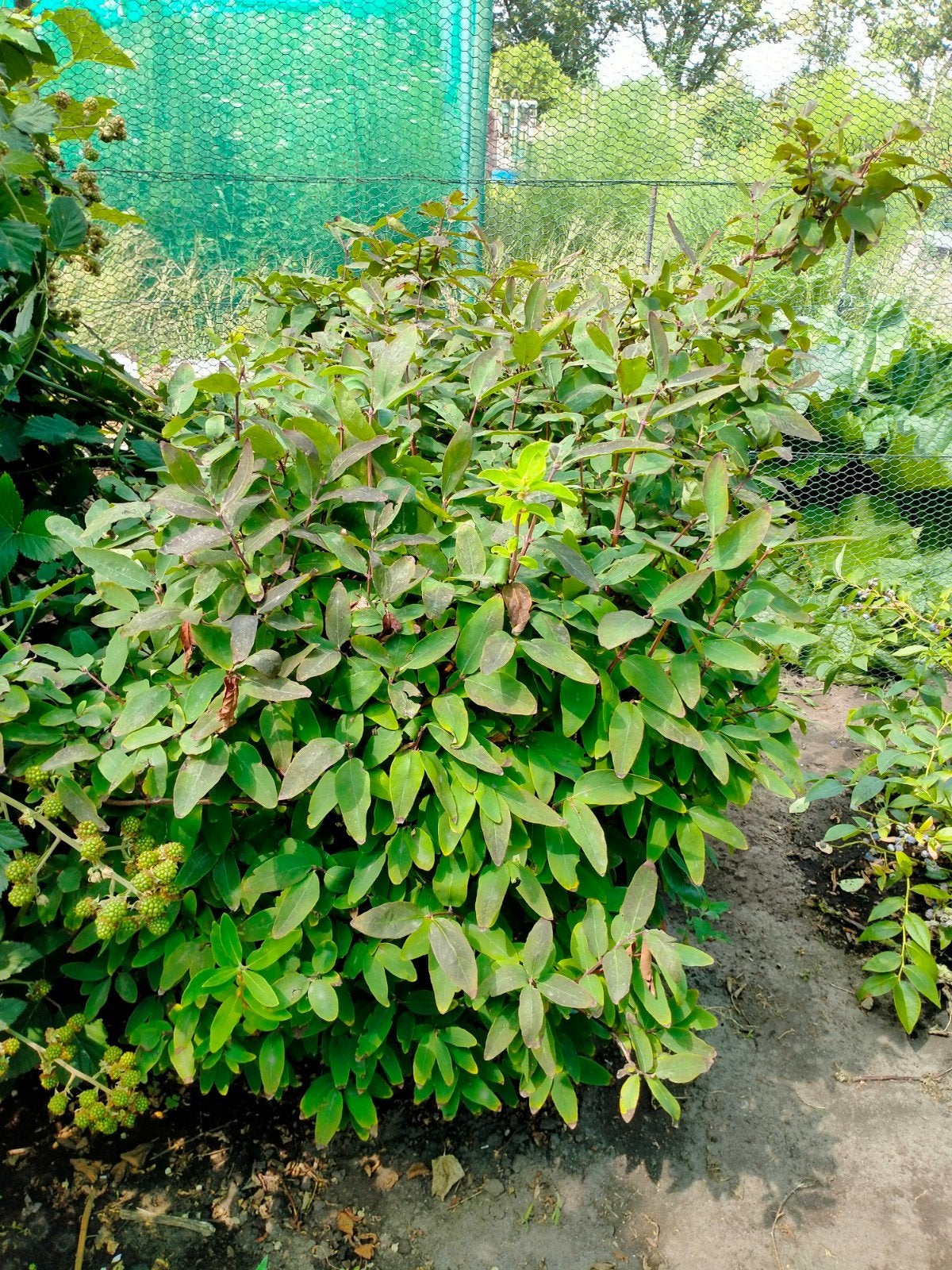 honingbes ( fruit), Ophalen, Overige soorten, 100 tot 250 cm