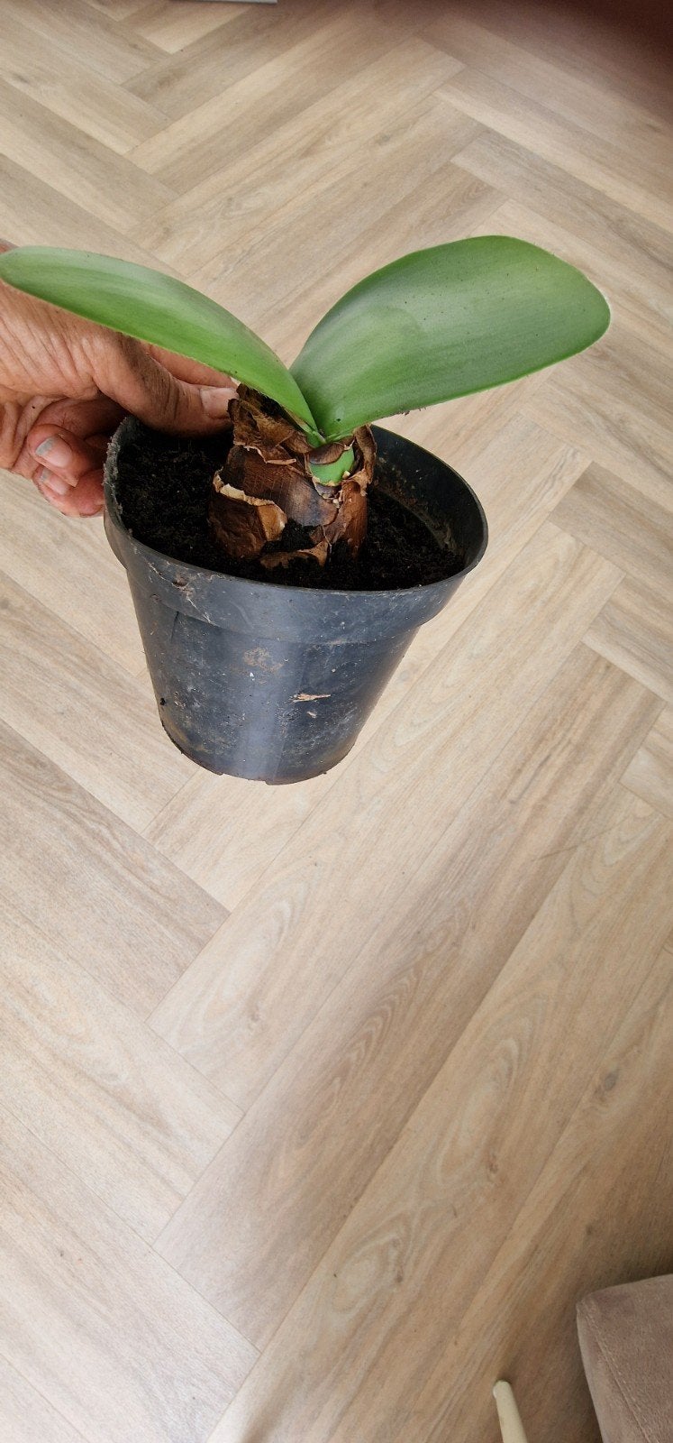 Mooie poederkwast huiskamerplant, Overige soorten, Vaste plant, Ophalen of Verzenden, Bloeit niet