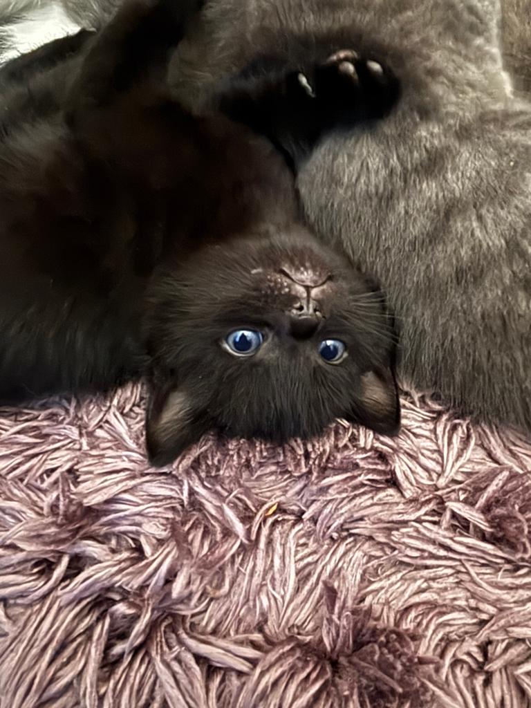Kittens