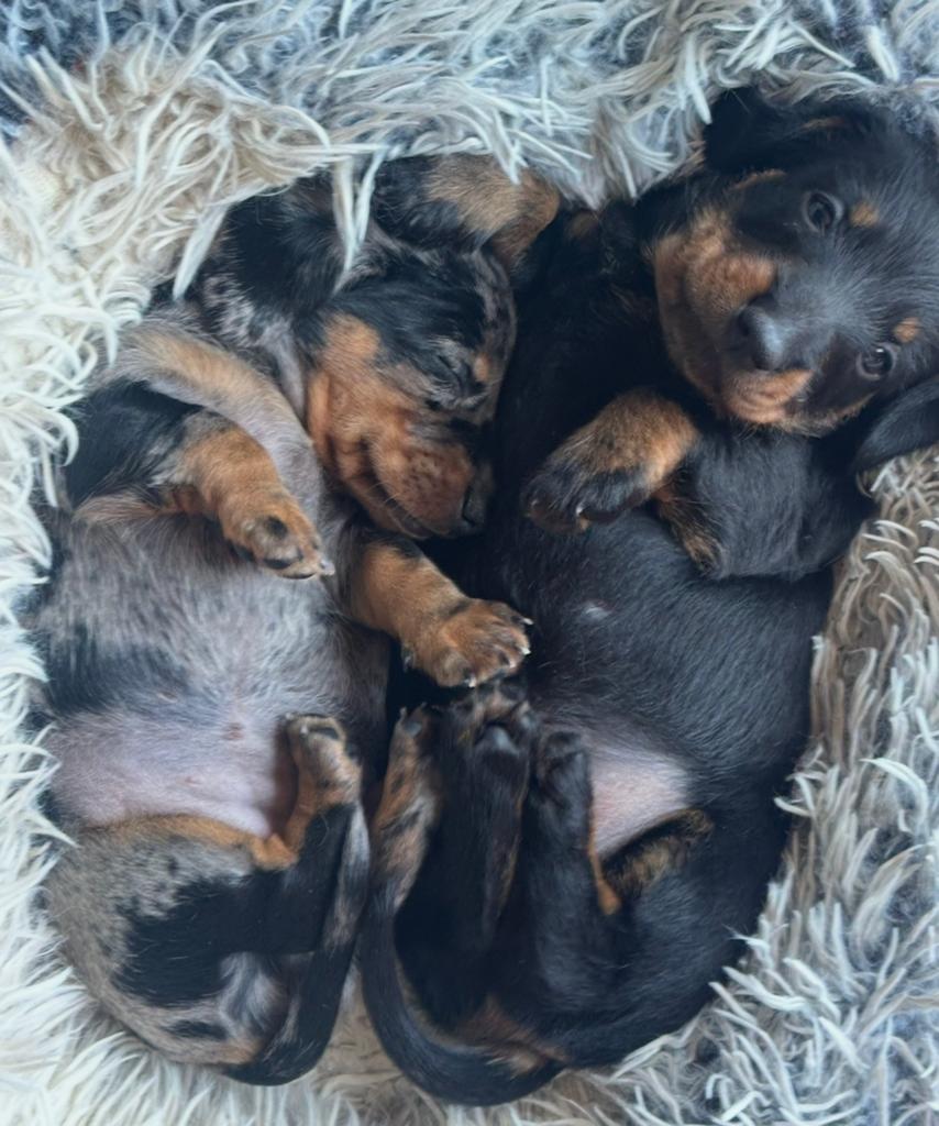 Prachtige Dwerg teckel pups te Koop, Parvo, 8 tot 15 weken, Dwerg, Meerdere