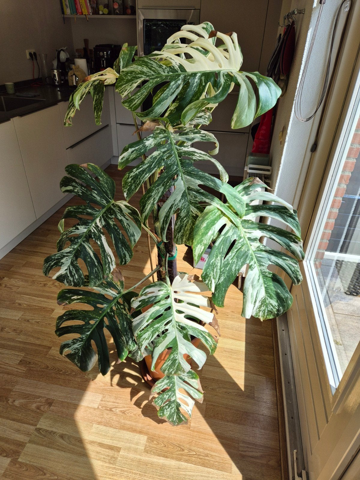 Grote Monstera Variegata + 2 stekjes, Huis en Inrichting, Kamerplanten, Ophalen, Halfschaduw, 100 tot 150 cm