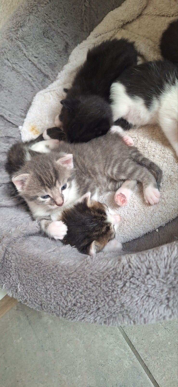 Prachtige kittens, Meerdere dieren, Kortharig, 0 tot 2 jaar