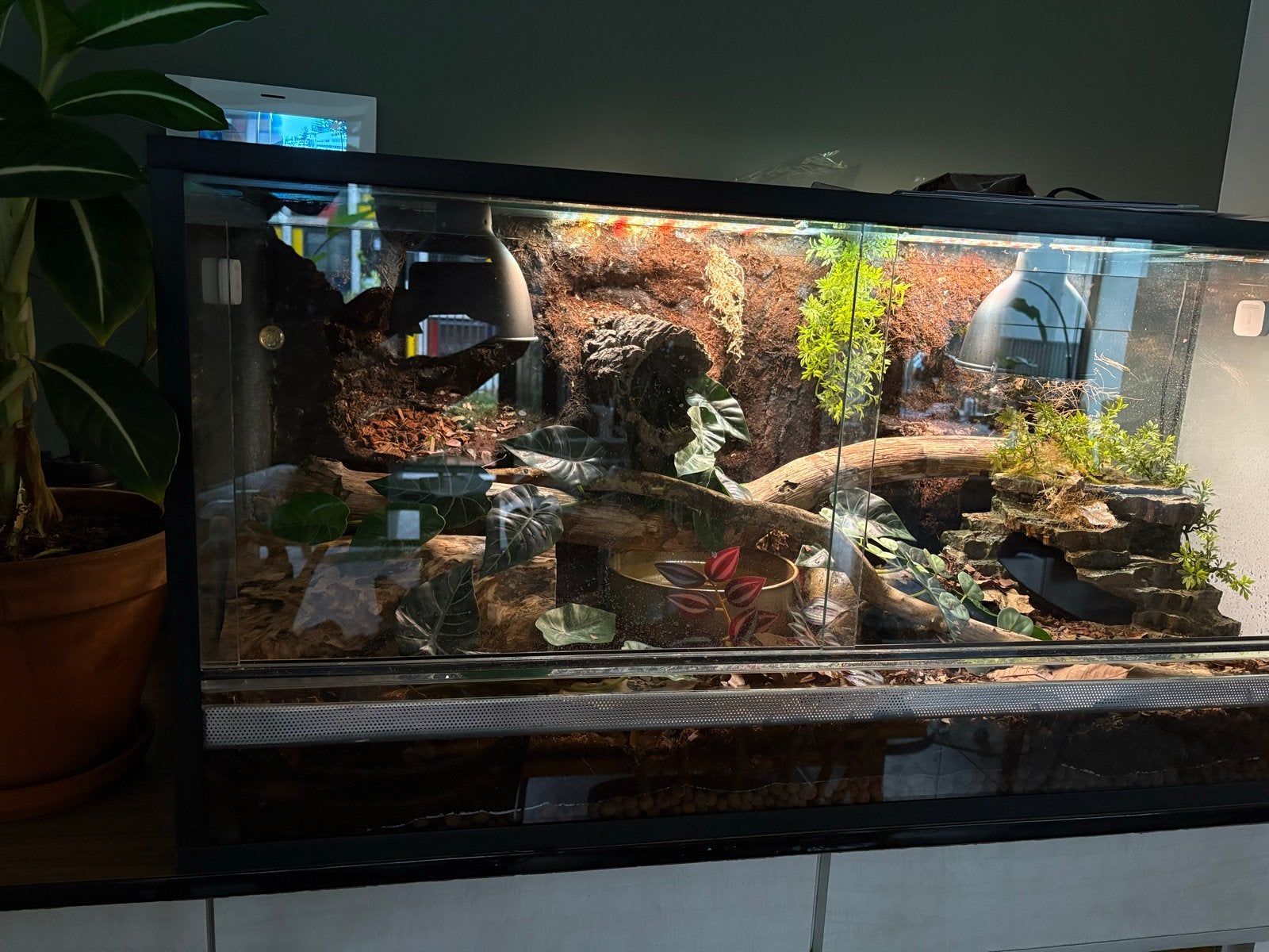 Koningspython inclusief terrarium Ball Python photo 5