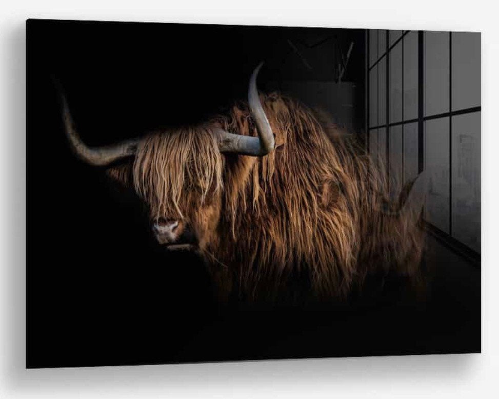 Schotse hooglander op glas, Ophalen, Nieuw, Foto of Poster