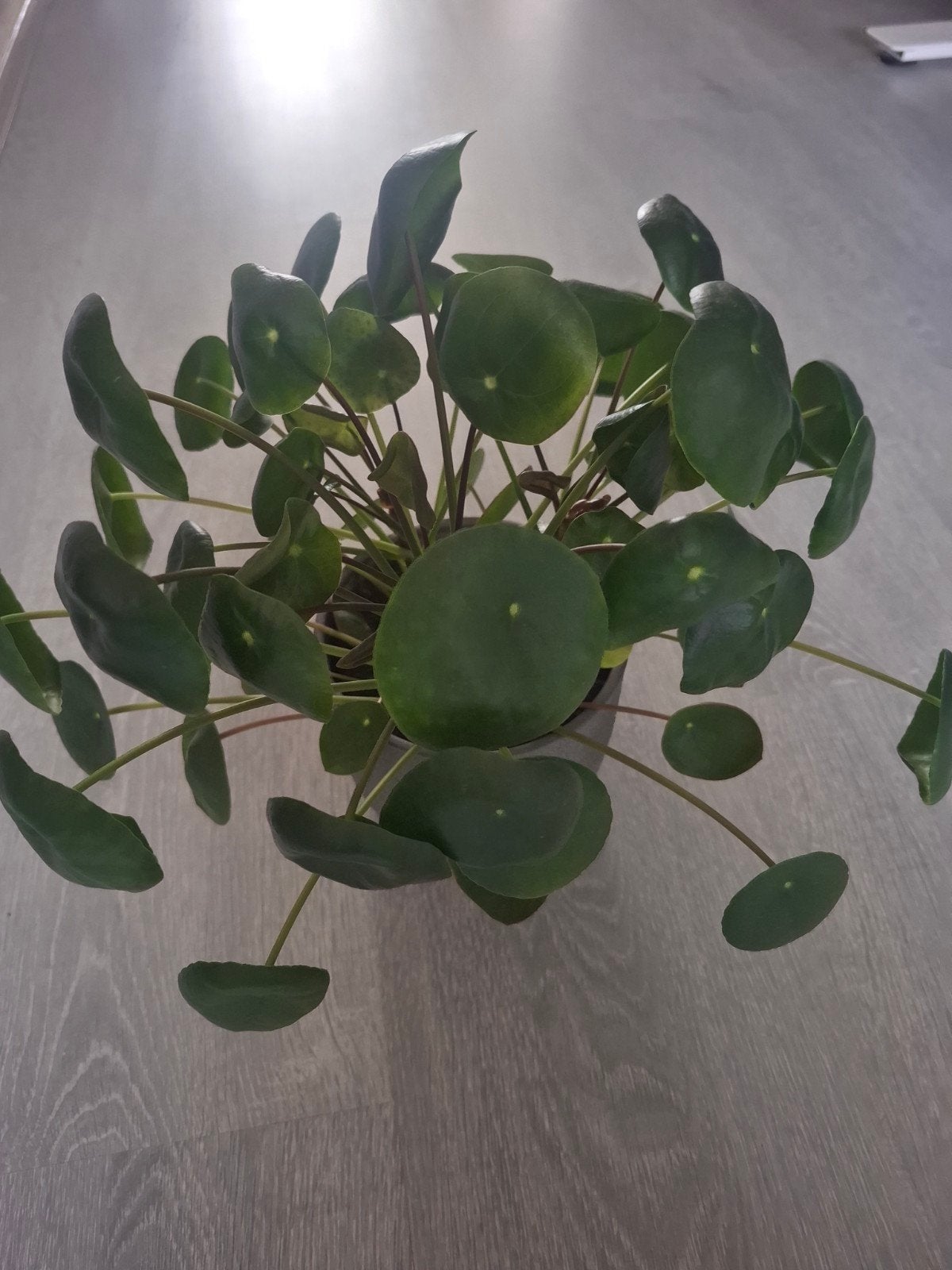 Pannenkoekplant, Ophalen, Halfschaduw, Minder dan 100 cm