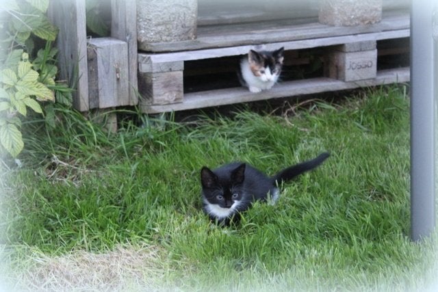 4 lieve kittens te koop, Meerdere dieren, Ontwormd, 0 tot 2 jaar