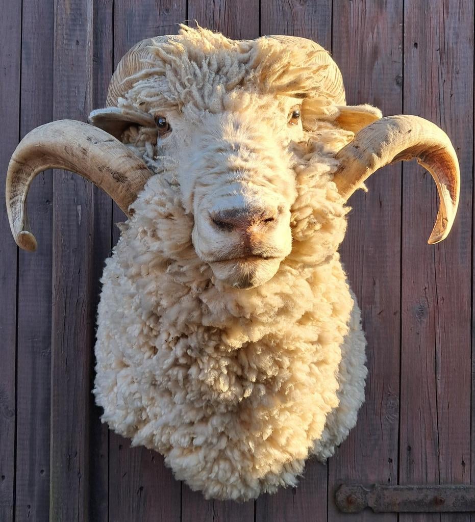 Uniek Croy schaap –  Landgoed Croy – decoratie - uniek!, Ophalen, Zo goed als nieuw, Boerderijdier, Opgezet dier