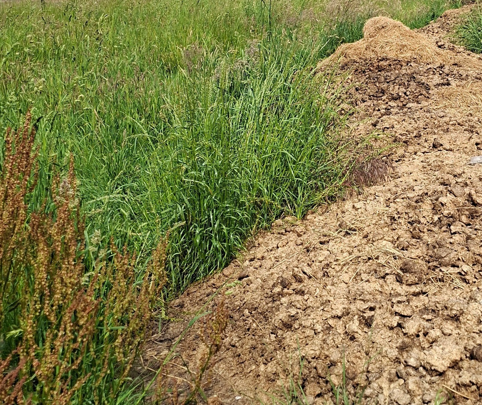 Gratis paardenmest, Ophalen, Tuinaarde