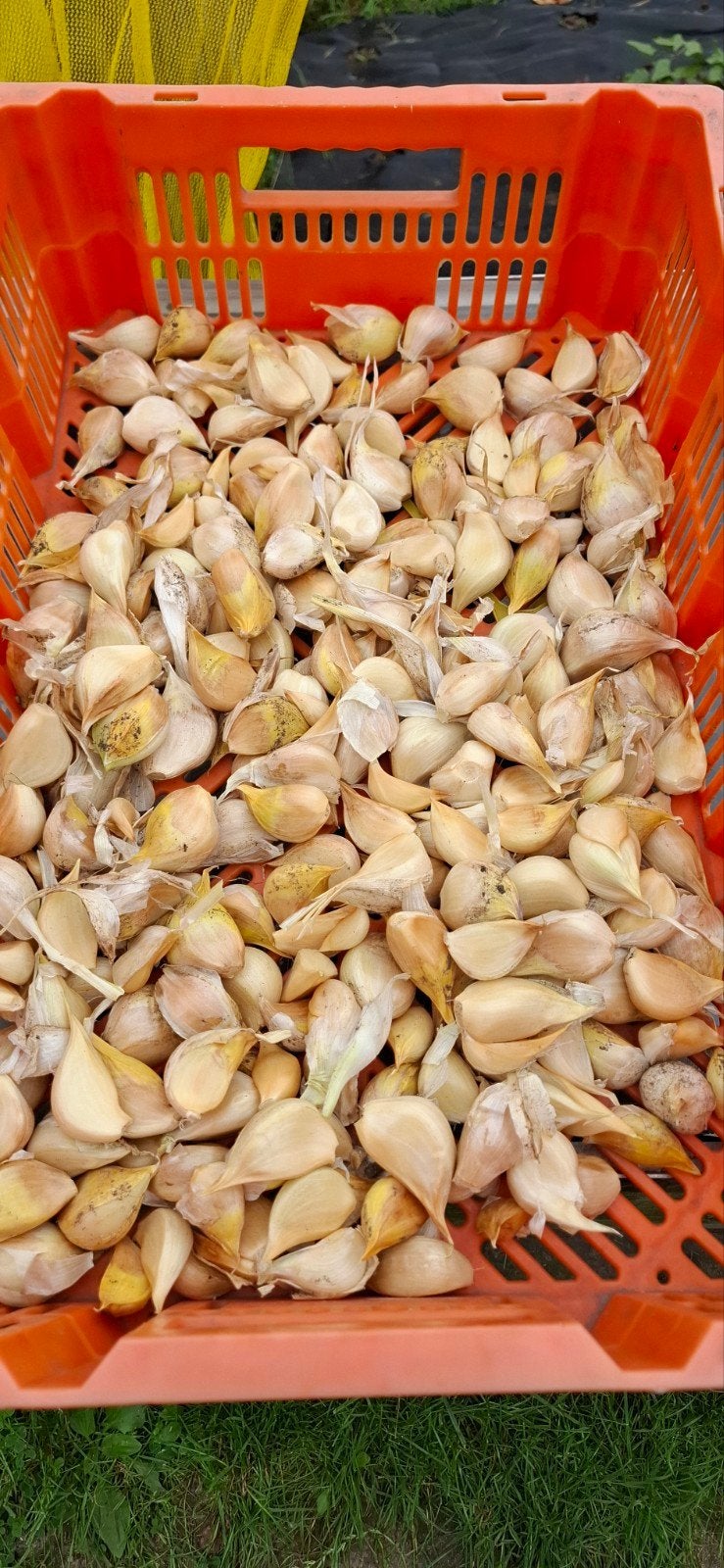 Olifantenlook bio - mooie Tenen en broedbolletjes, Ophalen of Verzenden, Volle zon