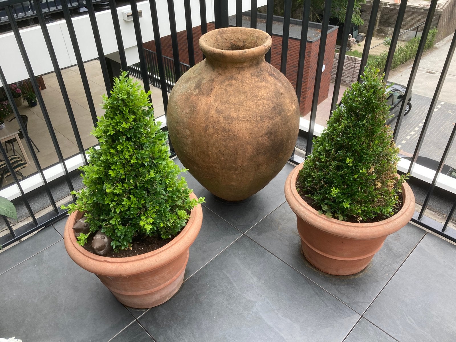 Tweetal piramide buxus, Ophalen