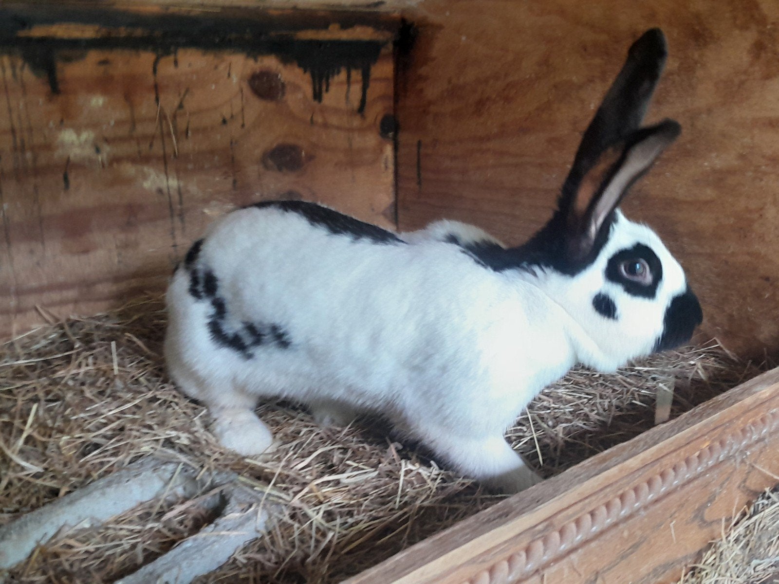 prachtige groot lotharinger voedster, Vrouwelijk, Groot, 0 tot 2 jaar