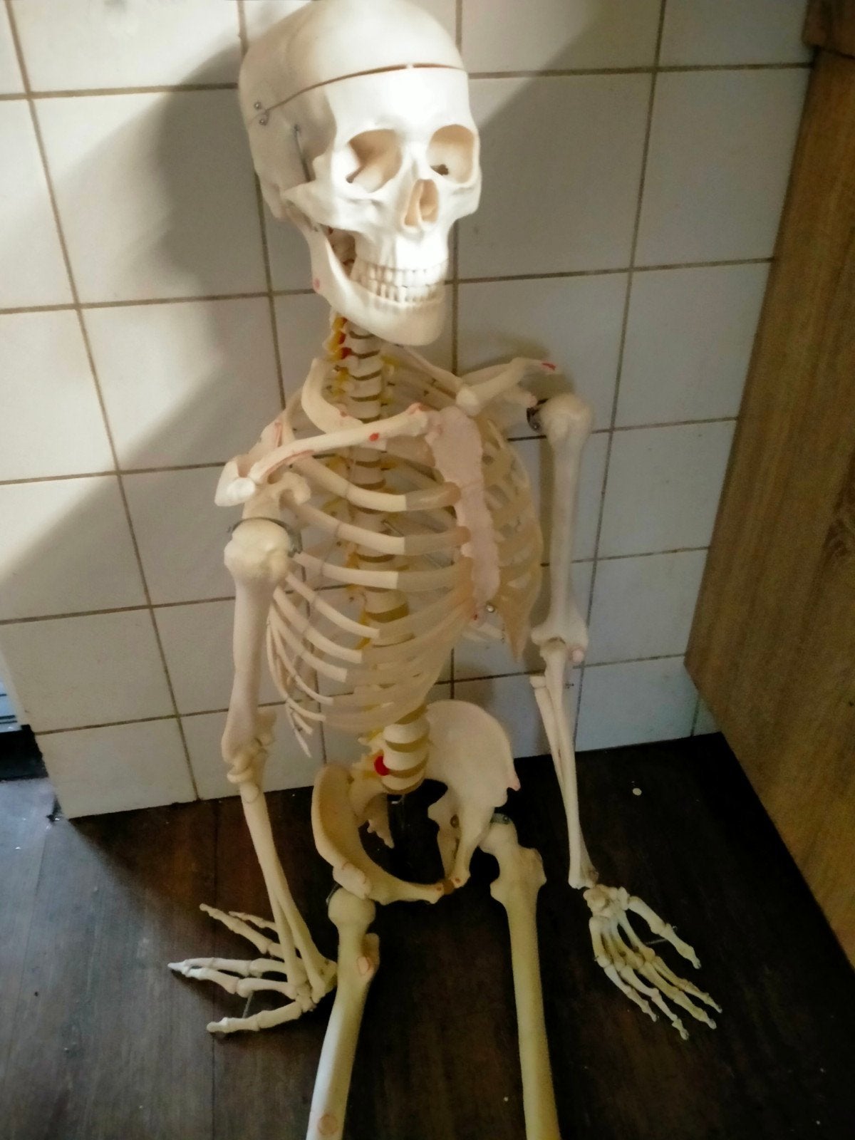 skelet te koop, Ophalen, Zo goed als nieuw, Overige typen