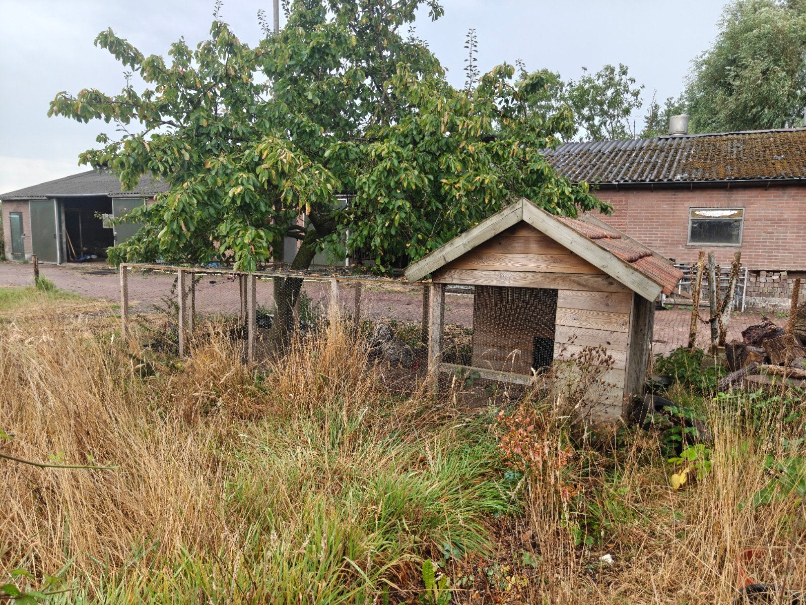 Kippenhok, Dieren en Toebehoren, Meerdere dieren, Kip