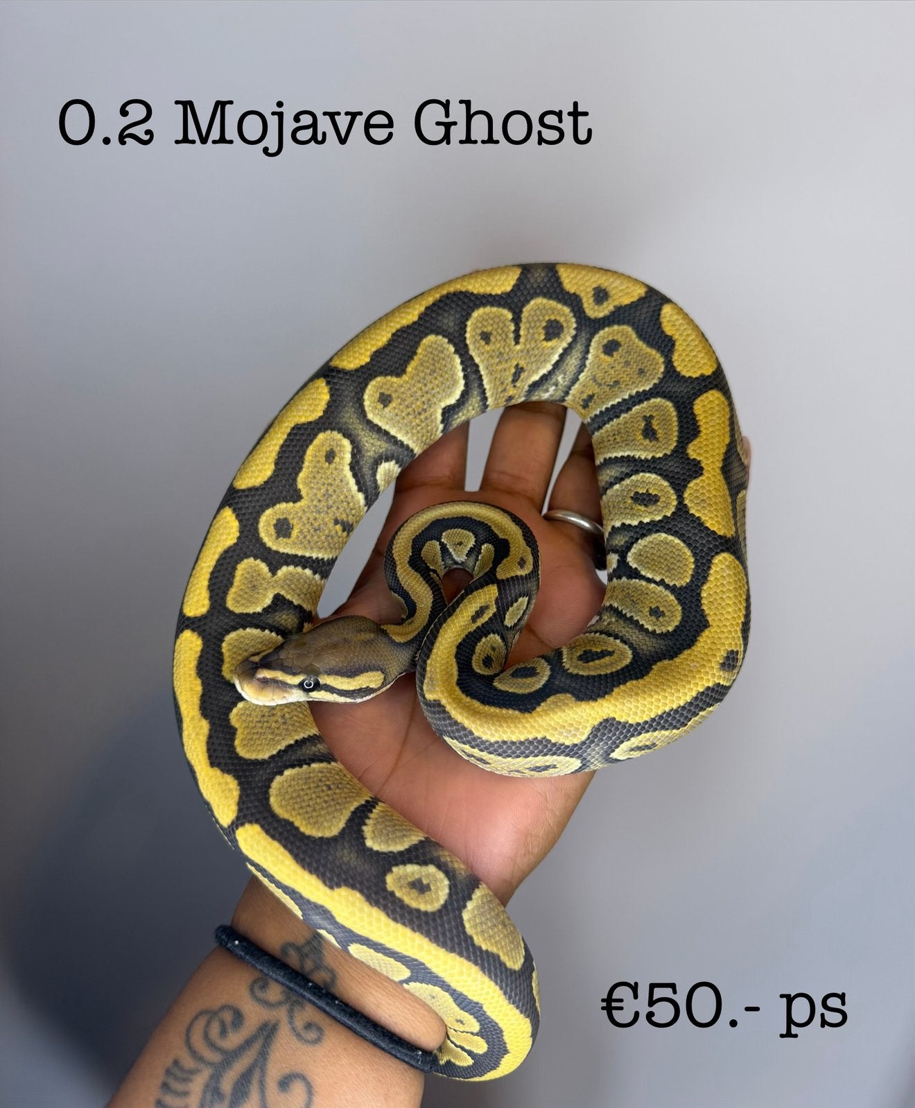 0.1 Mojave Ghost NK25 Ball Python - female for sale from Valerie