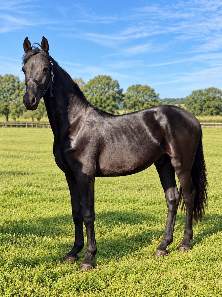 Prachtige jonge Fries x Tuiger hengst  – Stoer en braaf!, Springpaard, Minder dan 160 cm, Niet van toepassing, 0 tot 2 jaar