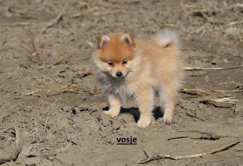 pomeriaan pups, Dieren en Toebehoren, Keeshond, CDV (hondenziekte), 8 tot 15 weken, Meerdere