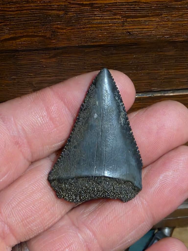 Top jet black Carcharodon carcharias uit Nord carolina usa, Ophalen of Verzenden, Fossiel