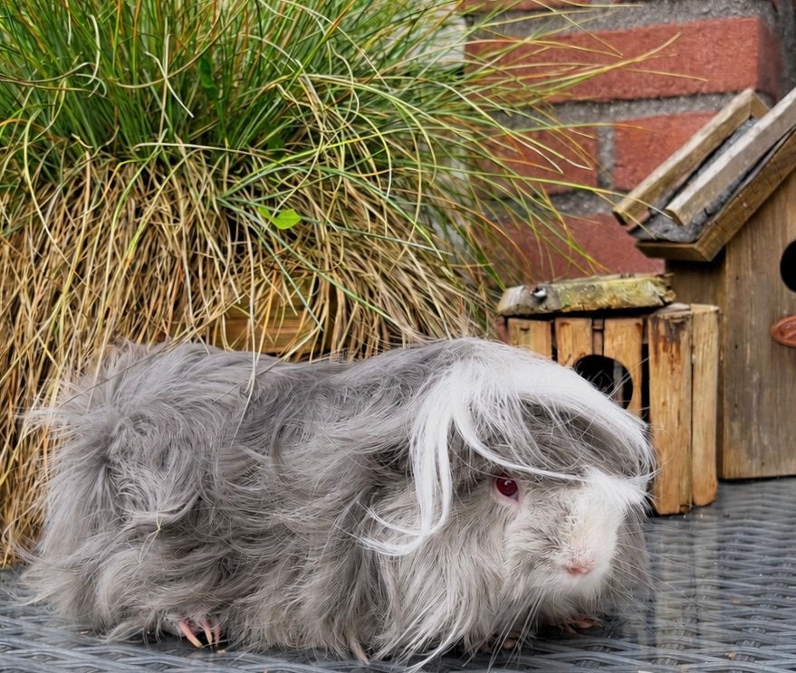 Erg leuke jonge Peruvian Cavia, Dieren en Toebehoren, Cavia, April, Mannelijk, Tam