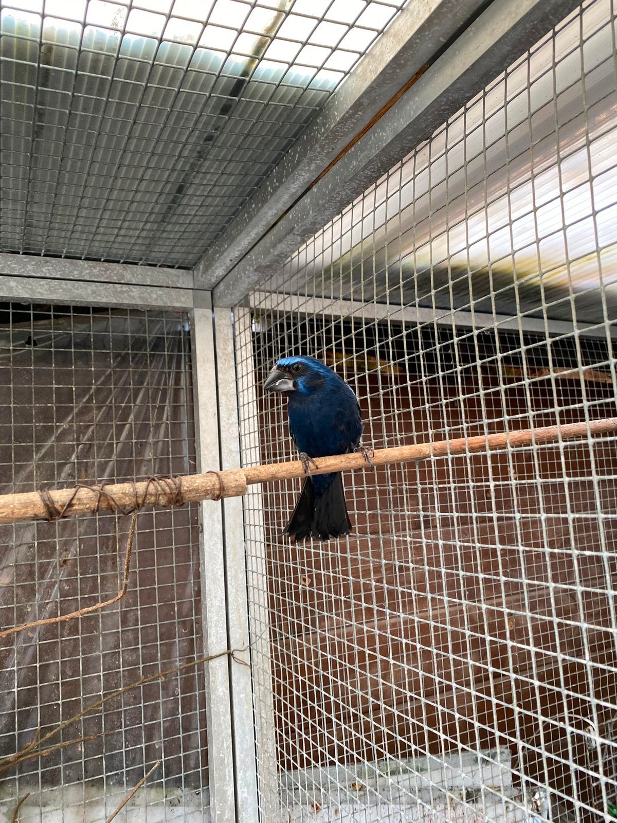 Braziliaanse Blauwe Bisschop man, Dieren en Toebehoren, Mannelijk, Parkiet