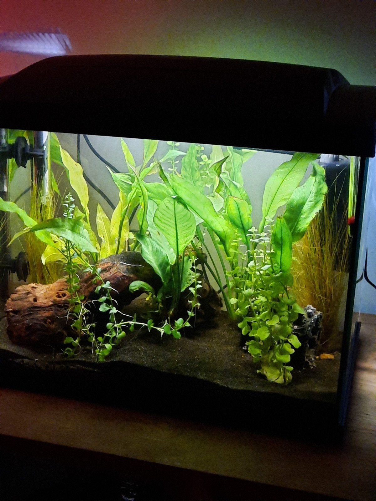 super fish aquarium 40 liter  complete set, Dieren en Toebehoren, Ophalen, Gebruikt, Overige typen, Superfish