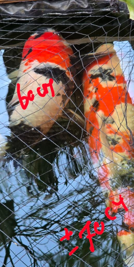 Door verhuizing en een kleinere vijver  2 koi vissen te koop, Dieren en Toebehoren, Vissen | Vijvervissen, Karper of Koi