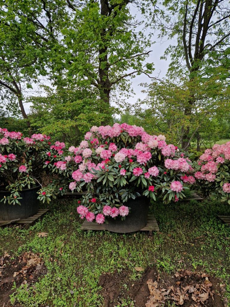 XXL Rhododendron Yakushimanum - Prachtige Bloeier, Vaste plant, Halfschaduw, Lente, Ophalen