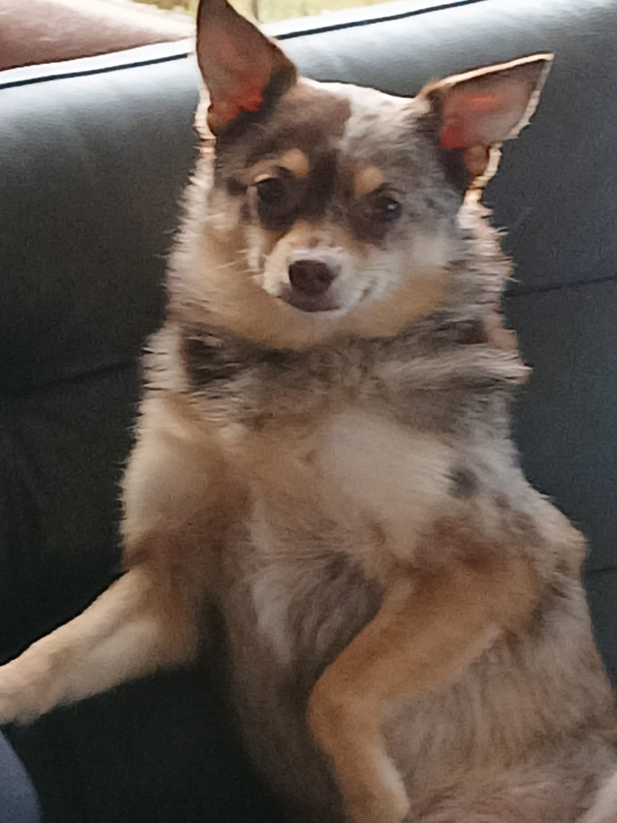 Pomchi :Lief en zindelijk hindje te koop., Keeshond, Reu, CDV (hondenziekte), Eén hond