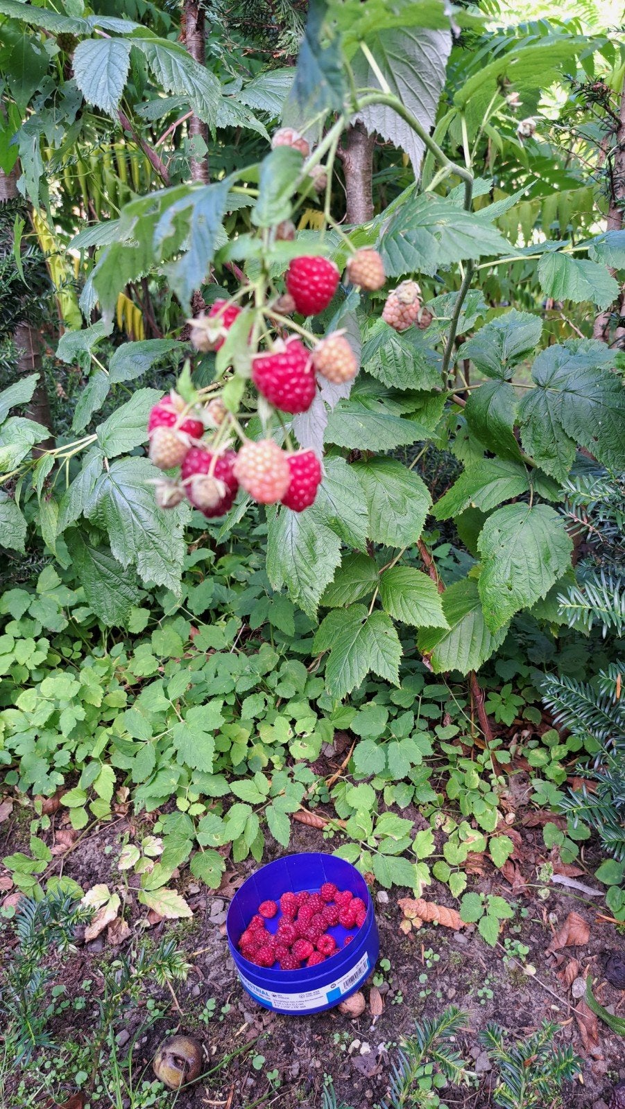 FRAMBOZENSTRUIK FRAMBOOS PLANT STRUIK TUINPLANT VASTE PLANT, Ophalen, Minder dan 100 cm, Overige soorten, Zomer